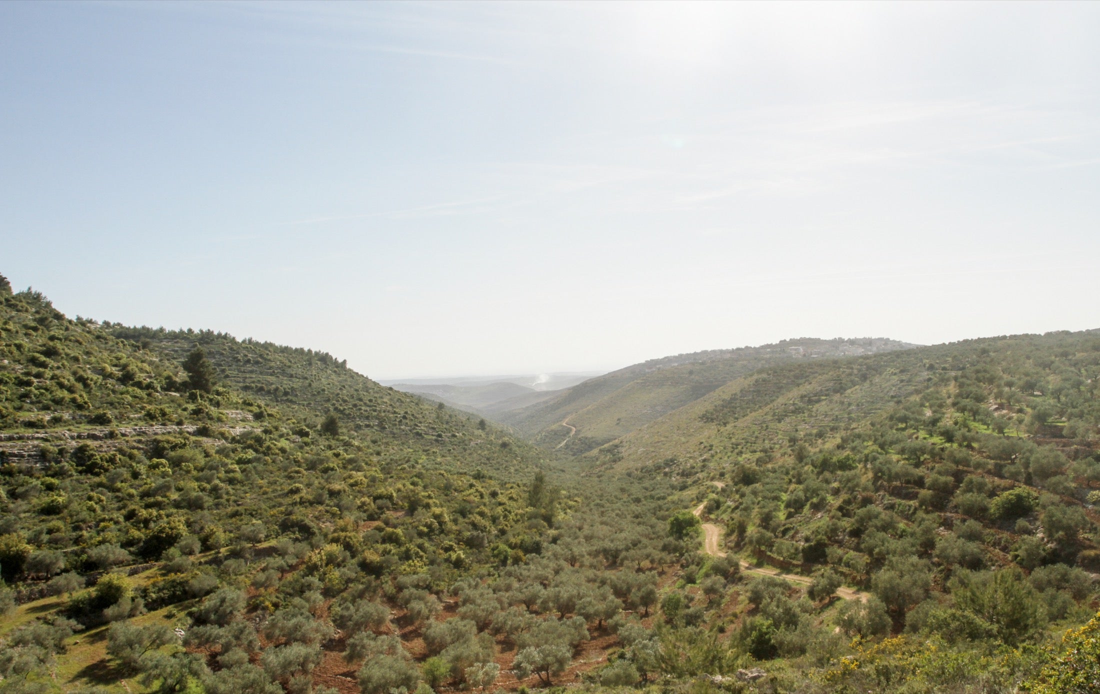 Palestinian olive trees across the hills