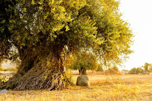 The Soul of the Land: The Palestinian Olive Tree and Its Golden Oil