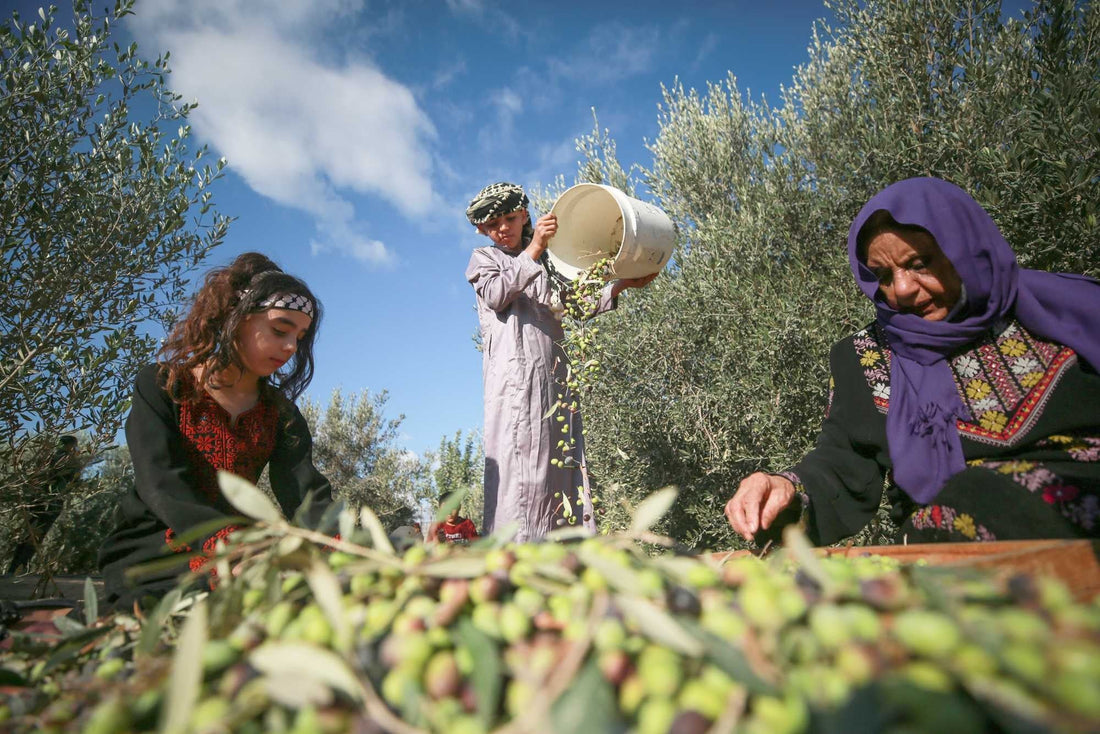 Early Harvest Olive Oil: Why Palestinians Wait All Year for the First Oil