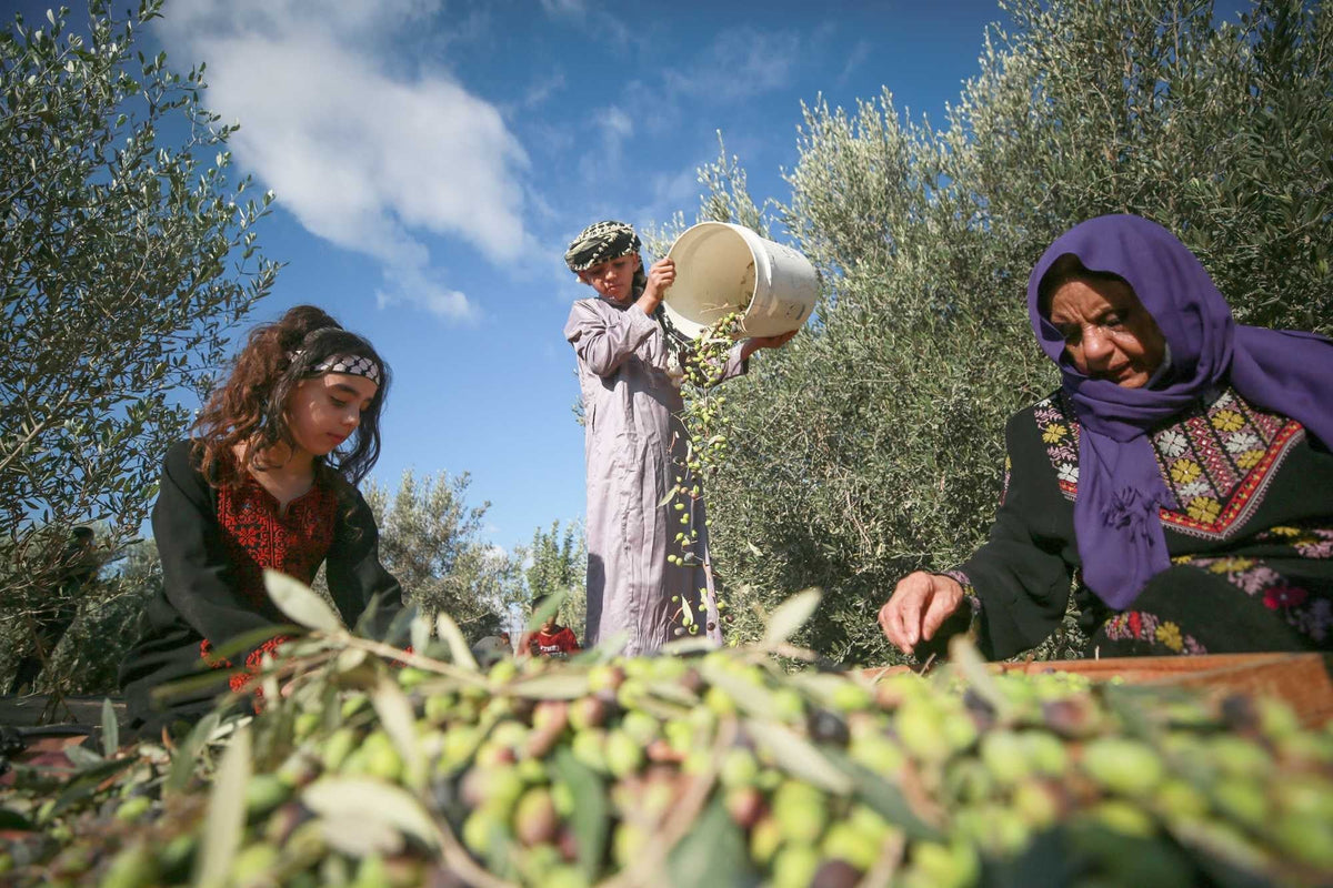 Early Harvest Olive Oil: Why Palestinians Wait All Year for the First Oil