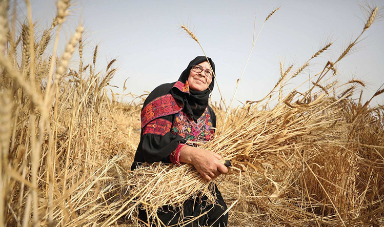 Palestinian woman harvesting wheat