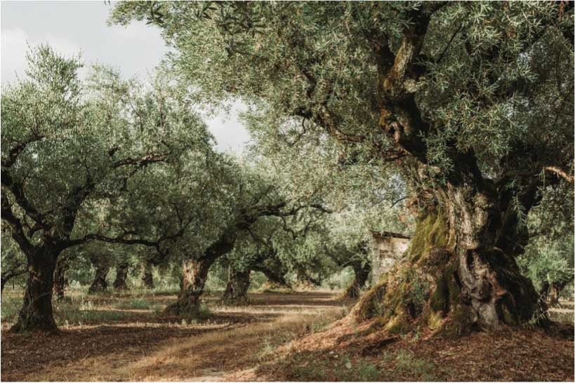 Ancient olive trees in Palestine