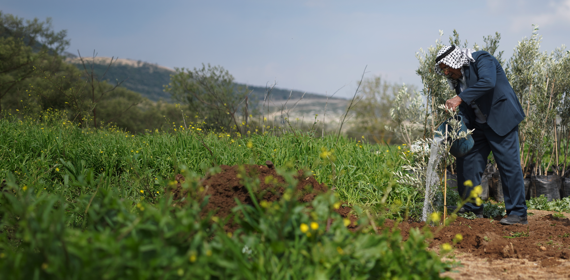 Palestinian olive farmer