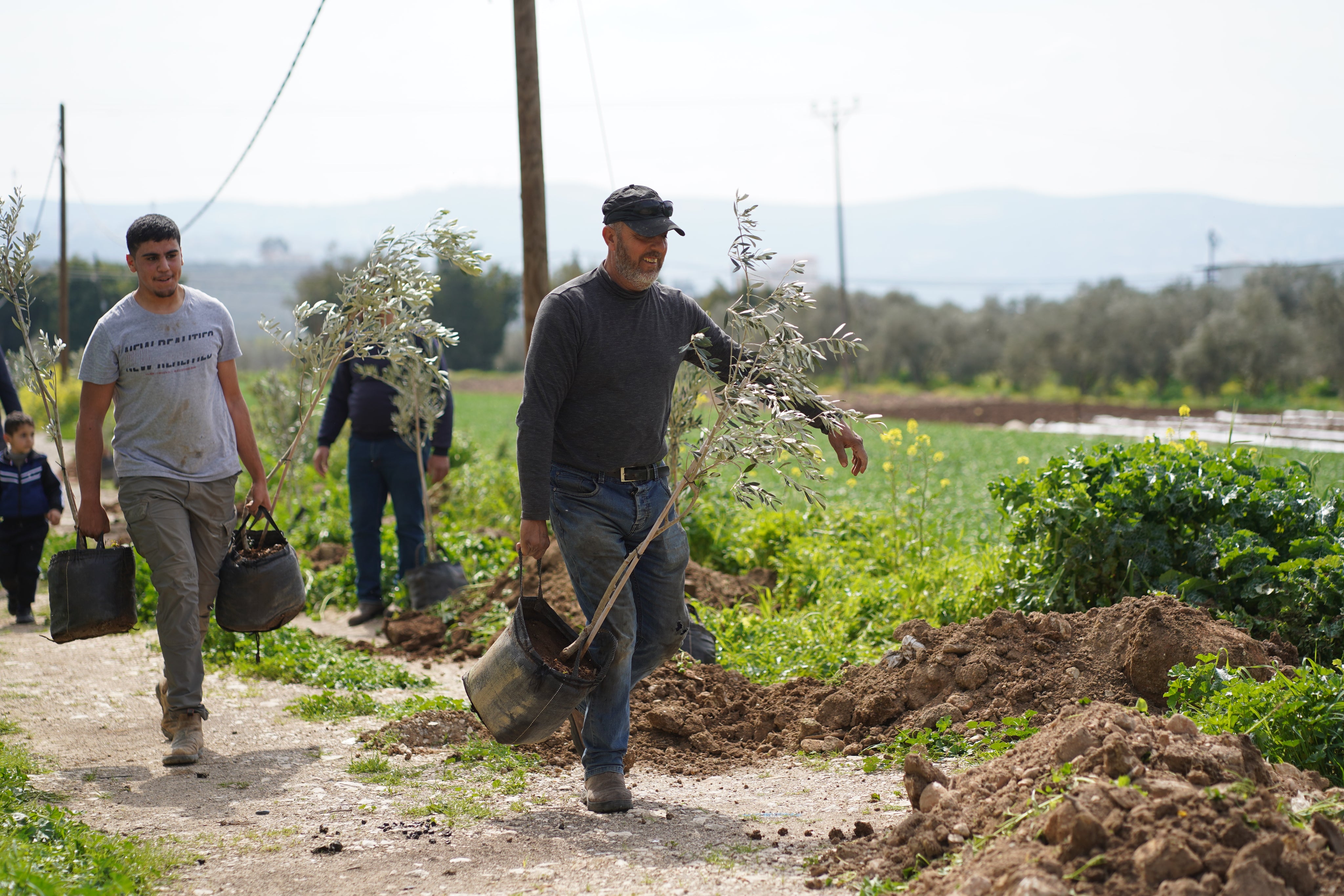 Farmers working in a Palestinian olive grove